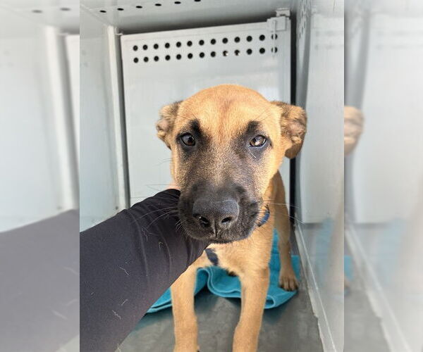 Medium Photo #1 German Shepherd Dog Puppy For Sale in Stockton, CA, USA