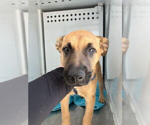German Shepherd Dog Dogs for adoption in Stockton, CA, USA