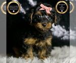 Puppy Sissy YorkiePoo