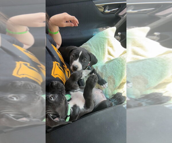 Medium Photo #3 Boxer-Unknown Mix Puppy For Sale in Springdale, PA, USA