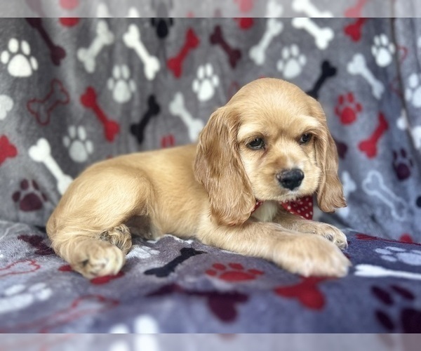 Medium Photo #4 Cocker Spaniel Puppy For Sale in LAKELAND, FL, USA