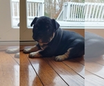 Small Photo #2 French Bulldog Puppy For Sale in FRANKLINVILLE, NJ, USA