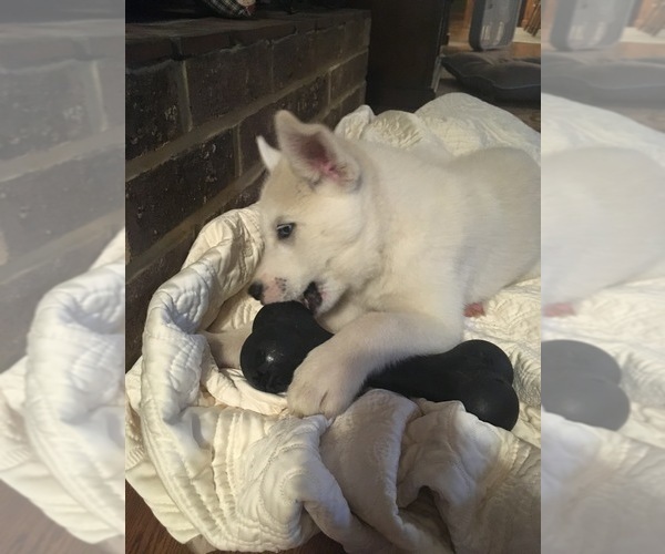 Medium Photo #2 Pomsky-Siberian Husky Mix Puppy For Sale in PLAINWELL, MI, USA