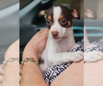 Small #2 Chihuahua Mix