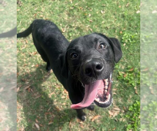 Medium Photo #1 Labrador Retriever-Unknown Mix Puppy For Sale in Texas City, TX, USA