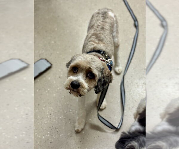 Medium Photo #2 Bichon Frise-Unknown Mix Puppy For Sale in Mundelein, IL, USA