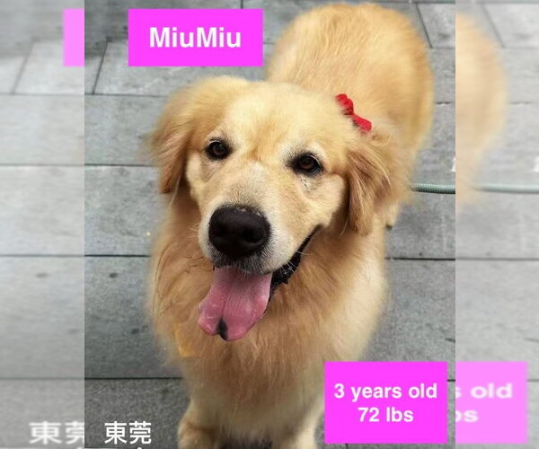 Medium Photo #4 Golden Retriever Puppy For Sale in West Hollywood, CA, USA