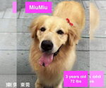 Small #3 Golden Retriever