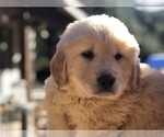 Small Golden Retriever