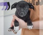 Small #2 Border Collie Mix