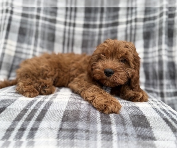 Medium Photo #5 Cavapoo (Miniature) Puppy For Sale in LAKELAND, FL, USA