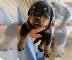 Small Photo #9 Rottweiler Puppy For Sale in ESTILL SPRINGS, TN, USA