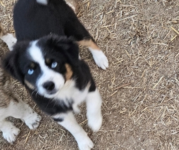 Medium Photo #1 Miniature Australian Shepherd Puppy For Sale in MILTON, WI, USA