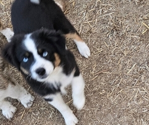 Miniature Australian Shepherd Puppy for sale in MILTON, WI, USA