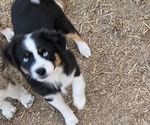 Small Miniature Australian Shepherd