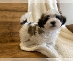 Small Photo #6 Maltipoo Puppy For Sale in LITHIA, FL, USA