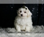 Small #3 Maltipoo