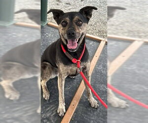 Bull Terrier-Unknown Mix Dogs for adoption in Palmetto, FL, USA