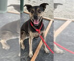 ANGIE - Female Bull Terrier-Unknown Mix Dog for Adoption - Small photo