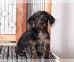 Small Photo #4 Yoranian-YorkiePoo Mix Puppy For Sale in NAPLES, FL, USA