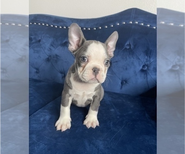 Medium Photo #16 French Bulldog Puppy For Sale in SAN ANTONIO, TX, USA