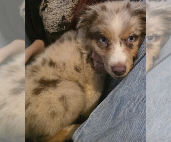Medium Photo #5 Australian Shepherd Puppy For Sale in ROY, UT, USA