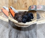 Small #2 Labrador Retriever