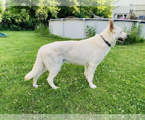 Medium Photo #1 German Shepherd Dog Puppy For Sale in BUFFALO, NY, USA