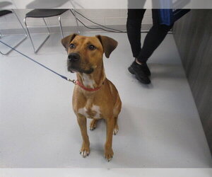 American Pit Bull Terrier-Unknown Mix Dogs for adoption in Ocala, FL, USA