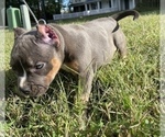 Small Photo #6 American Bully Puppy For Sale in CALLAWAY, MD, USA