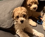 Small #2 Poochon