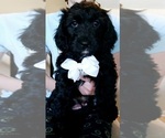 Puppy Puppy 1 YorkiePoo