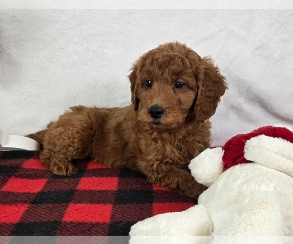 Medium Photo #4 Goldendoodle (Miniature) Puppy For Sale in GREENFIELD, IN, USA