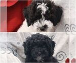 Image preview for Ad Listing. Nickname: Litter of 2