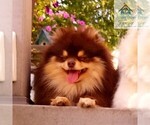 Small Photo #10 Pomsky Puppy For Sale in RAMSEY, MN, USA