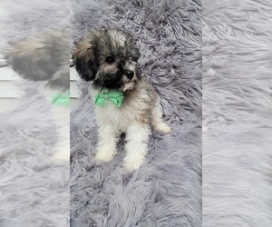 ShihPoo Puppy for sale in INDIANAPOLIS, IN, USA