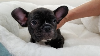 French Bulldog Puppy for sale in LA MIRADA, CA, USA