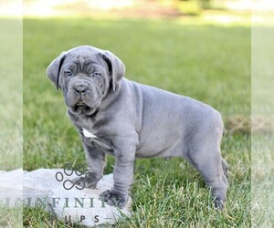 Cane Corso Puppy for sale in LANCASTER, PA, USA