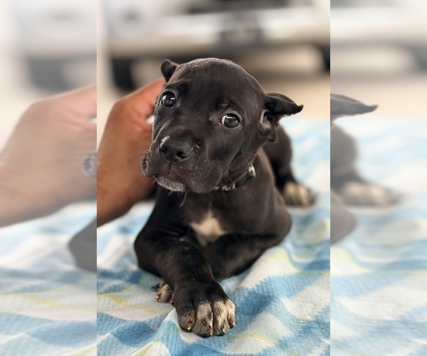 Medium Photo #29 Cane Corso Puppy For Sale in ANDERSON, IN, USA