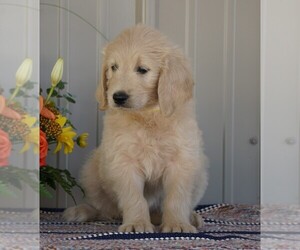 English Cream Golden Retriever-Poodle (Standard) Mix Puppy for sale in FREDERICKSBG, OH, USA