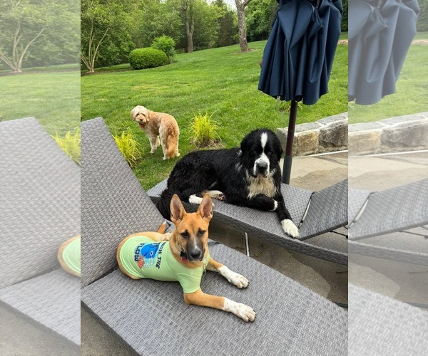 Medium Photo #4 Mutt Puppy For Sale in Rockaway, NJ, USA