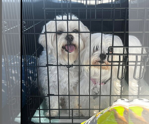 Medium Photo #3 Maltese-Unknown Mix Puppy For Sale in Grafton, WI, USA