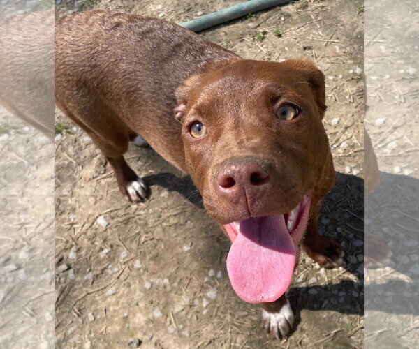 Medium Photo #4 Mutt Puppy For Sale in Tracy City, TN, USA