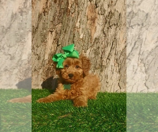 Medium Photo #1 Goldendoodle (Miniature) Puppy For Sale in INDIANAPOLIS, IN, USA