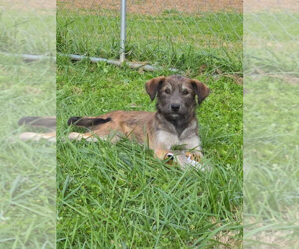 Medium Photo #1 Mutt Puppy For Sale in Columbus, IN, USA