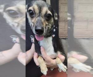 Mutt Dogs for adoption in San Antonio, TX, USA