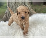 Small Photo #10 Goldendoodle Puppy For Sale in CANON, GA, USA