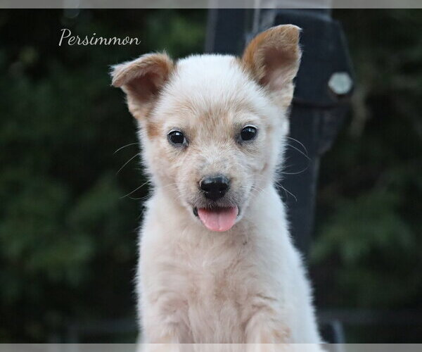 Medium Photo #3 Mutt Puppy For Sale in Southbury, CT, USA