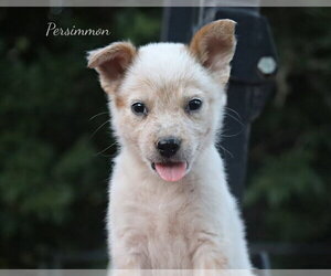 Persimmon - Male Mutt Dog for Adoption - Photo #3