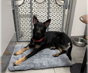 German Shepherd Dog Dogs for adoption in Mt. Airy, MD, USA